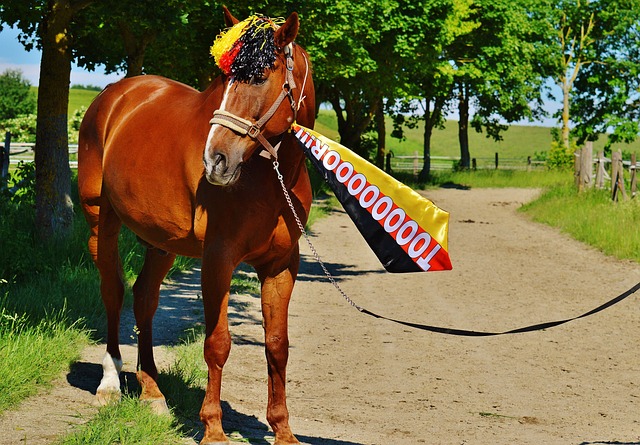 导师或教练 导师或教练